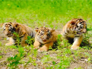 Siberia Tiger Park
