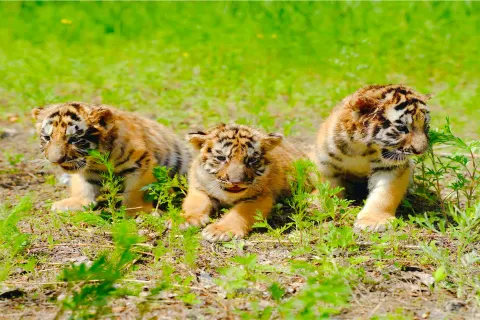 Siberia Tiger Park
