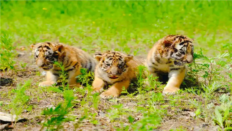 Hotels near Siberia Tiger Park