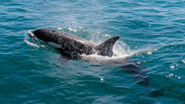 Whale Watching at Sea in Auckland