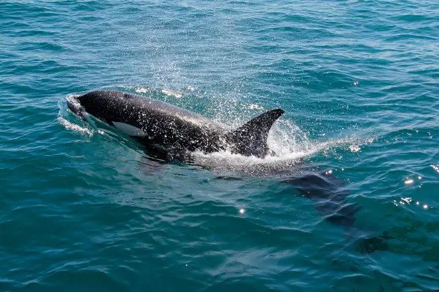 Whale Watching At Sea in Auckland