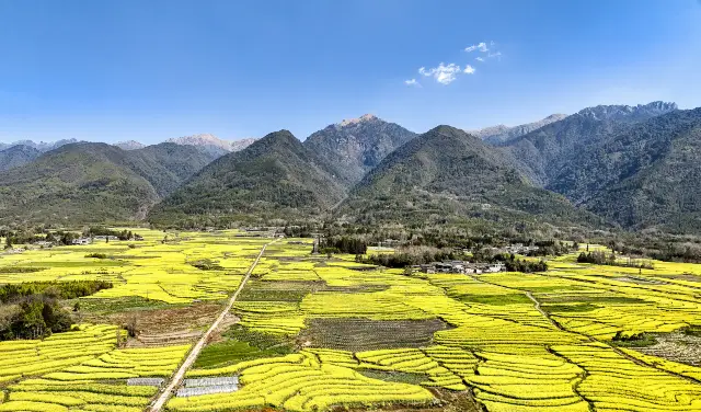 Rapeseed Flowers Viewing in Tengchong