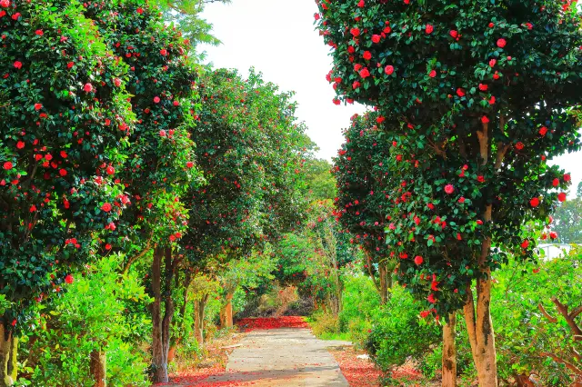 Camellia Viewing on Jeju Island