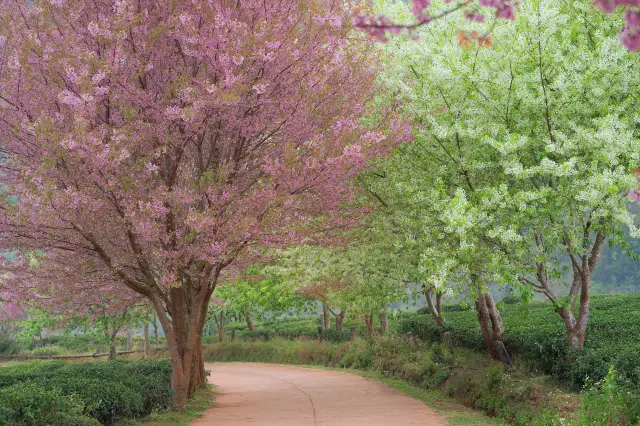 Chiang Mai Cherry Blossom Appreciation