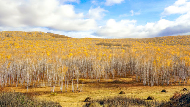 Birch Forest Sightseeing in Hulunbuir