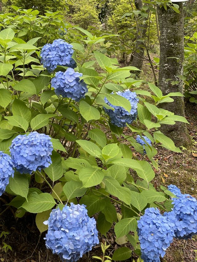 隠れた花の名所
