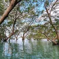 พาเรือคายัคชมธรรมชาติป่าชายเลน