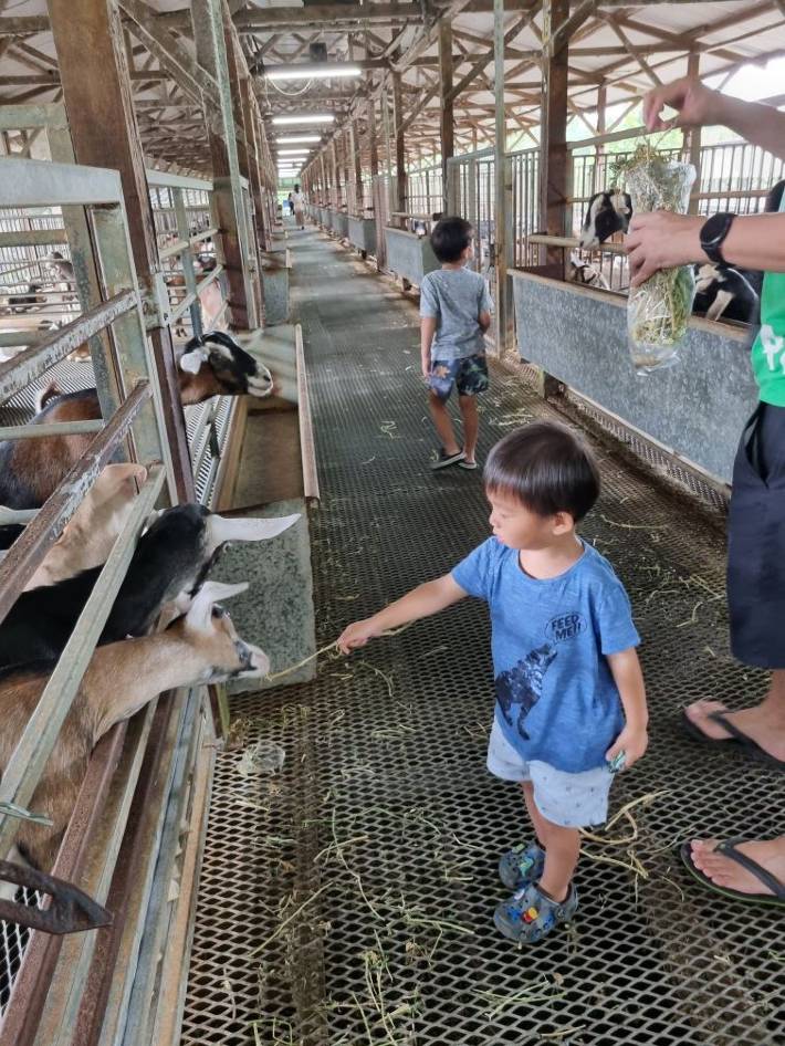 Play Goat Farmer for a Day at Hay Dairies