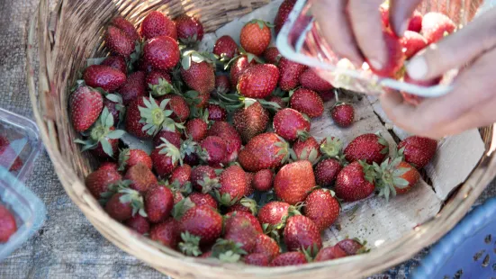興超（草莓園）種養綜合家庭農場