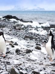 Cuverville Island Penguin Watching