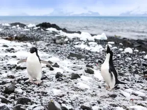 Cuverville Island Penguin Watching