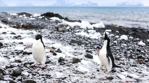 Cuverville Island Penguin Watching