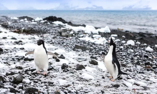 Cuverville Island Penguin Watching