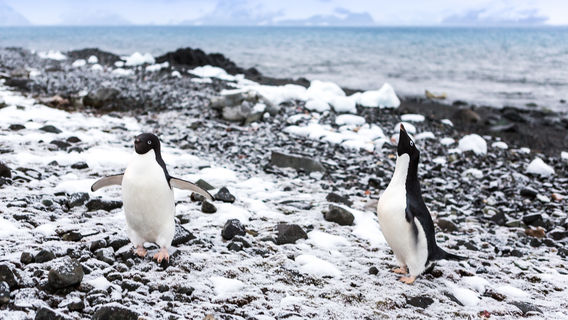 Cuverville Island Penguin Watching