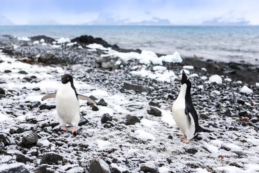 Cuverville Island Penguin Watching