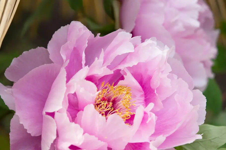 Mobara Peony Garden