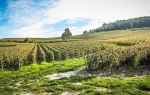 Damu Mountain Tea Garden scenic spot