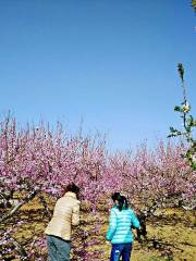 Main Venue of Anqiu Huiqu Peach Blossom Festival