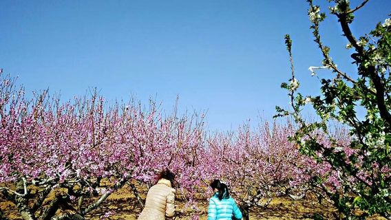 Main Venue of Anqiu Huiqu Peach Blossom Festival