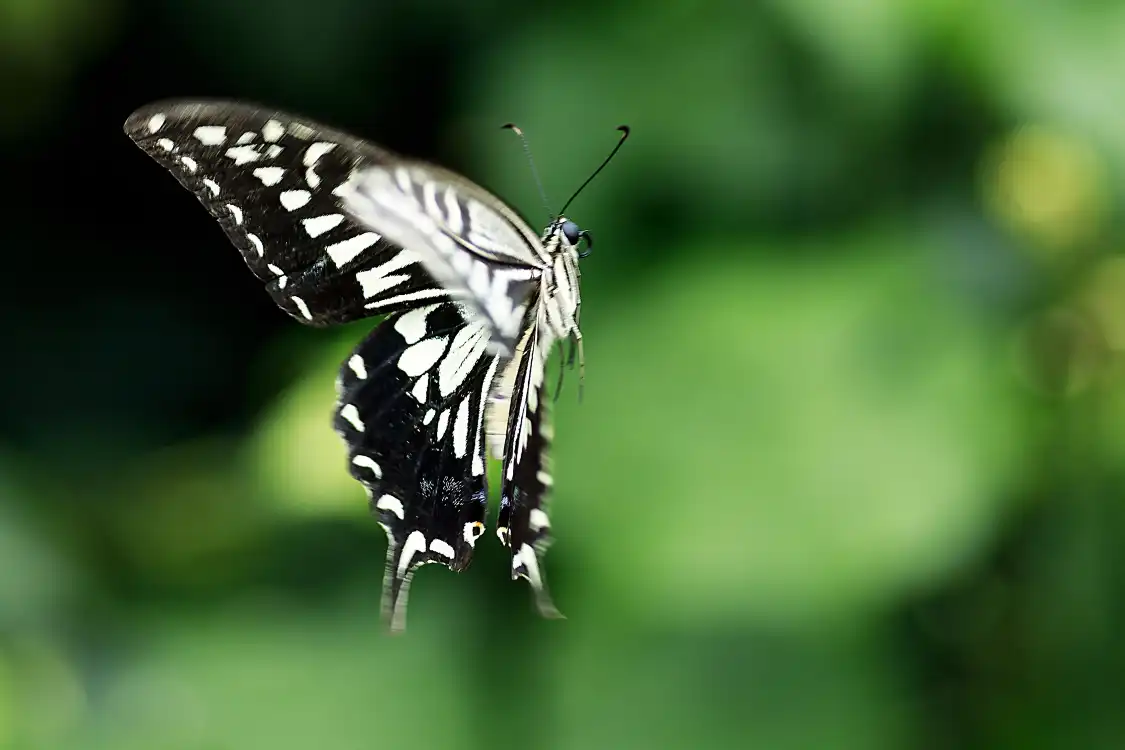 Hotel in zona Incheon Butterfly Park