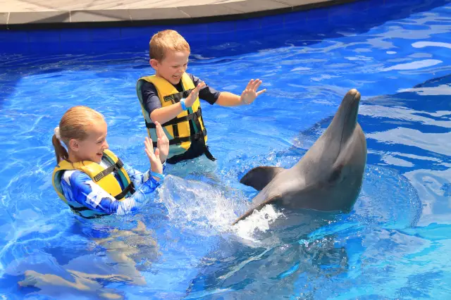 峇裡島海豚互動