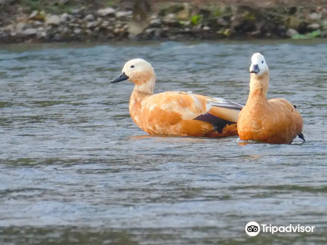 Các khách sạn gần Narayani River