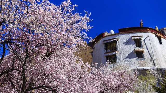 Peach Blossom Viewing in Lhasa
