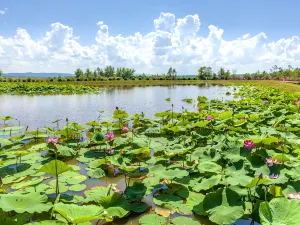 Xinqing National Wetland Park