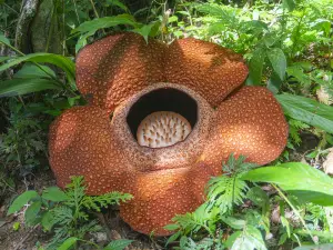 Tambunan Rafflesia Reserve