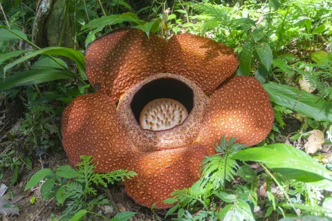 탐부난 라플레시아 보존지역