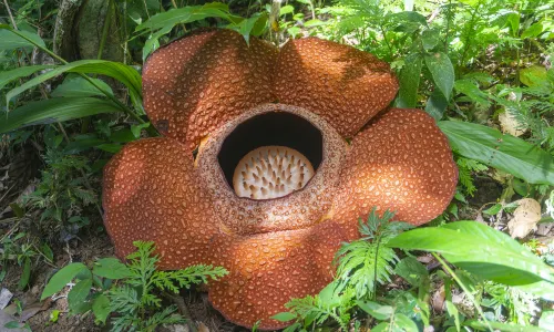 Tambunan Rafflesia Reserve