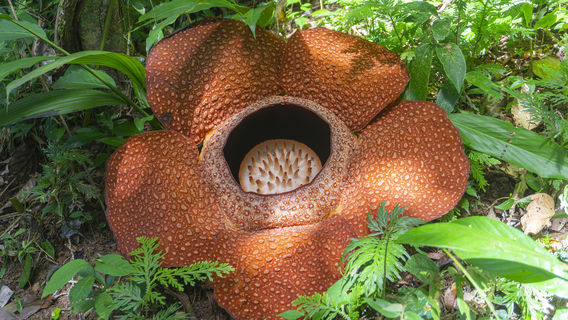 Tambunan Rafflesia Reserve