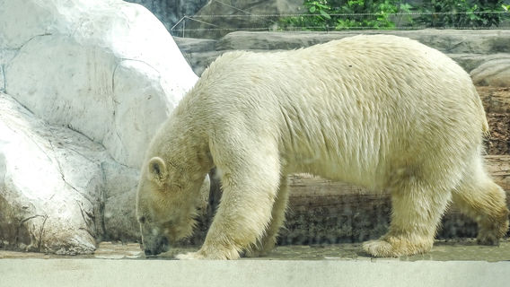 Nyíregyháza Animal Park, Sóstó Zoo
