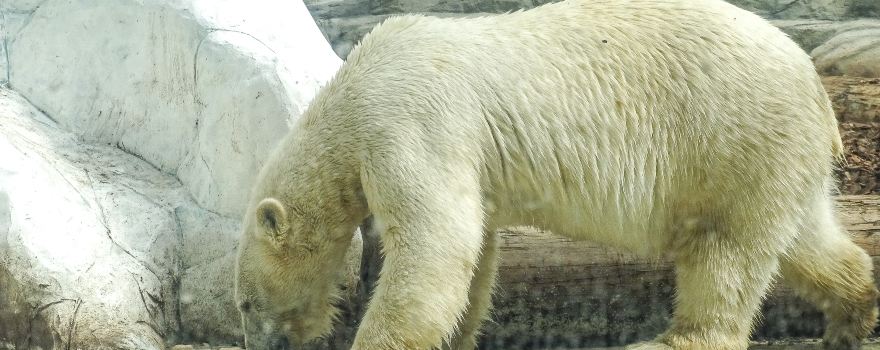 尼賴吉哈佐-索什託動物園