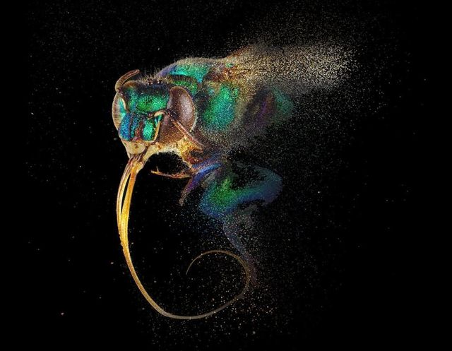 《蜜蜂：生存的故事》生物科學展 | 利物浦世界博物館