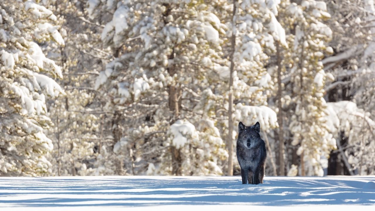 Wild | Royal Albert Memorial Museum and Art Gallery
