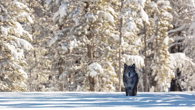 Wild | Royal Albert Memorial Museum and Art Gallery