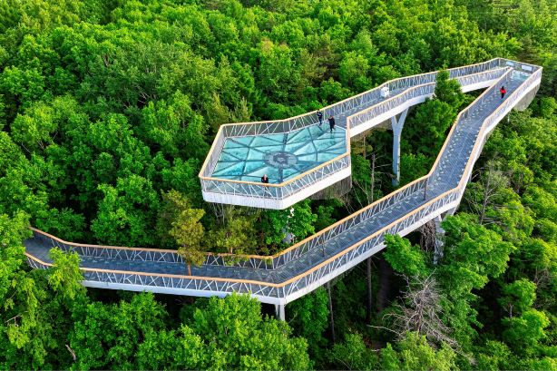 Beauty Pine Sky Bridge Park