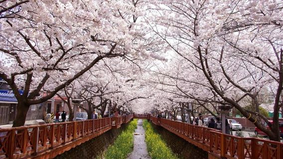 Jinhae Gunhangje Festival
