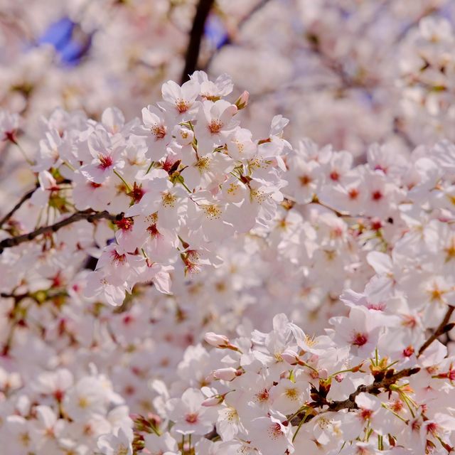 日本橋の見事な桜