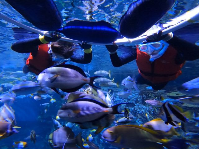海洋公園兩大活動接力值得介紹