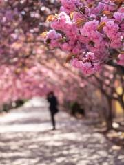 萊陽濯村櫻花園