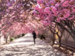 萊陽濯村櫻花園