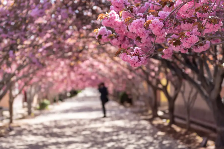 라이양쥐춘(래양탁촌) 벚꽃마을