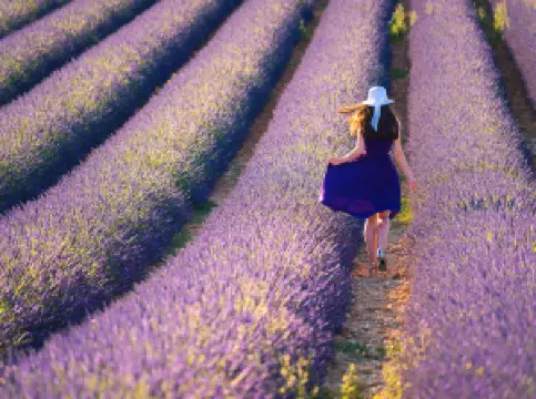Plateau de Valensole