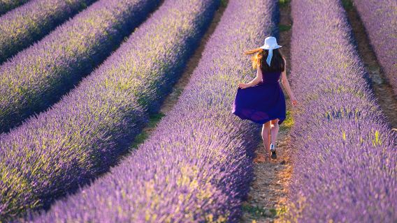 Plateau de Valensole