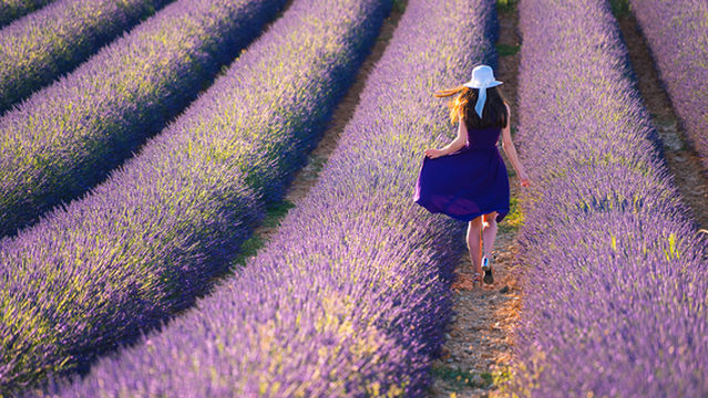 Plateau de Valensole