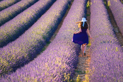 Plateau de Valensole