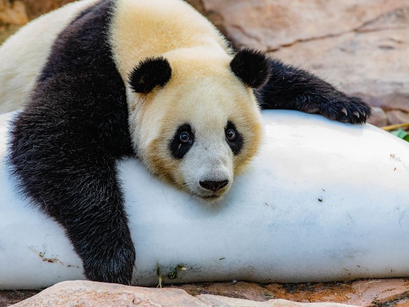 Bifengxia Panda Reserve