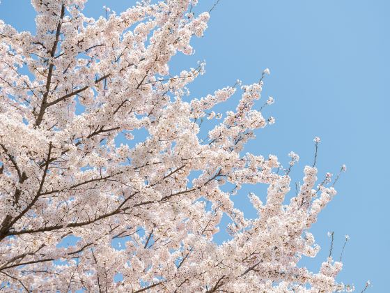 Yaesu sakura street (Sakura Dori)